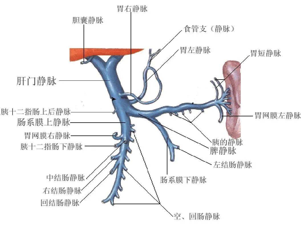 肝包膜位置图图片