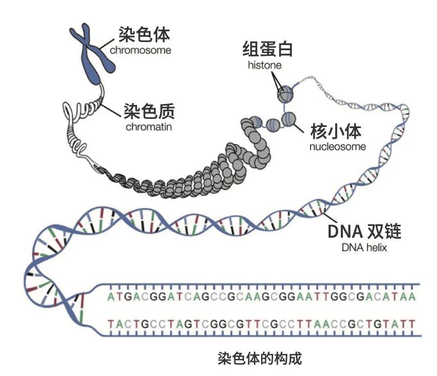 遗传基因200图片合集图片