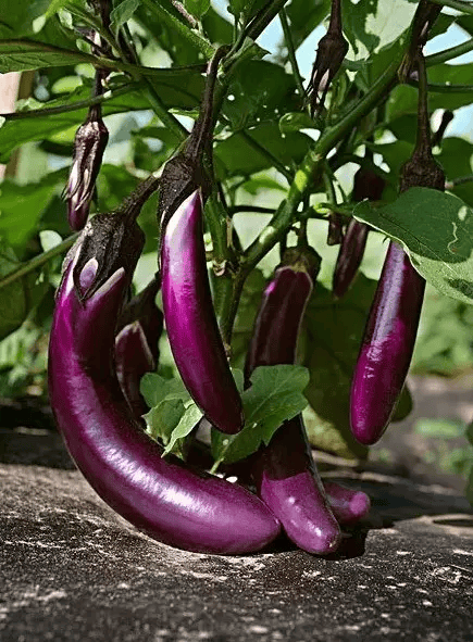 秋天茄子这样吃,胜过10副药!