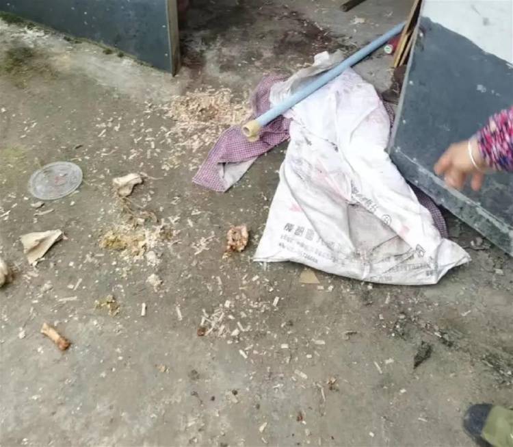 遭黑熊袭击的夫妻均无生命危险：保险公司会赔付，打死的黑熊将用于科研