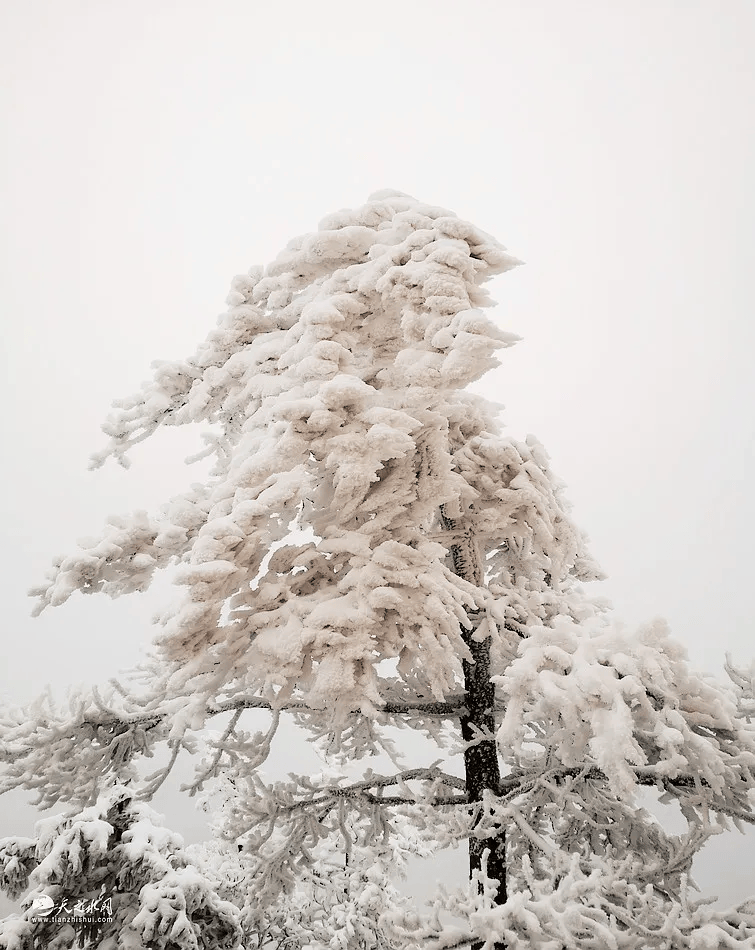 霭霭白雪图片