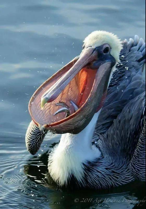 比速度.鸟中强者.蛇吃鱼.一物降一物.大熊吃鱼.下巴直接咬断!