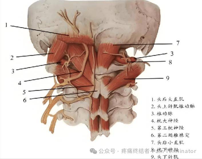 头晕、头痛、耳鸣、失眠原来和枕下肌群有关_症状_低头_颈部