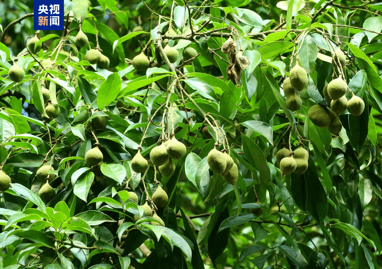 濒危植物上新 广西大明山首现柔毛红豆必赢下载(图1)