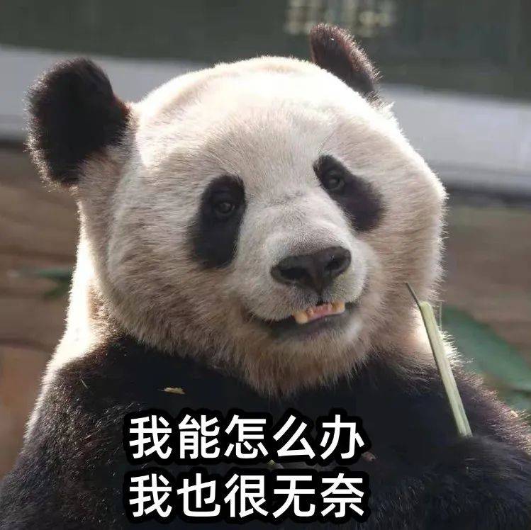 呦呦切克闹!熊猫表情包来一套