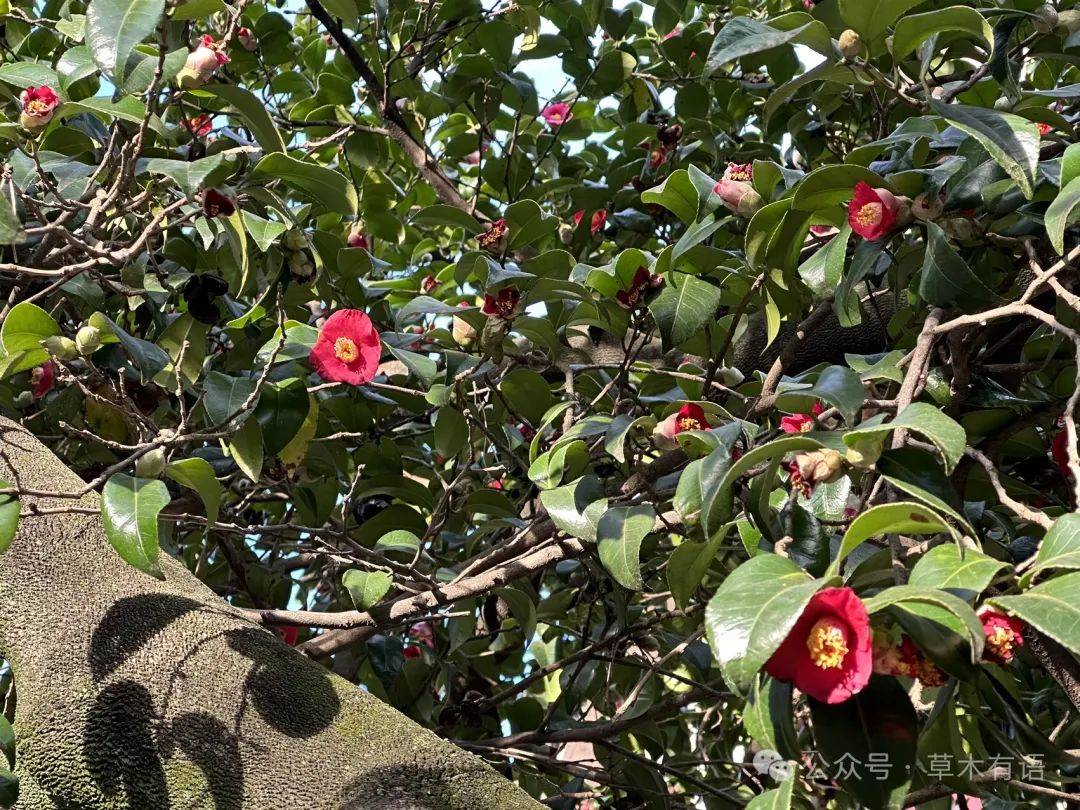 青岛崂山耐冬茶花图片