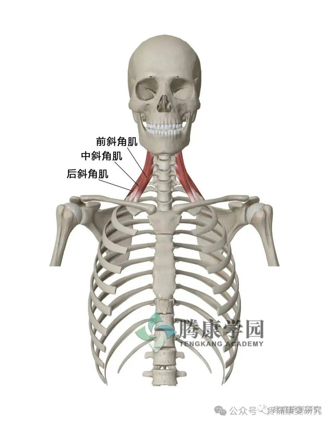 颈椎解剖探秘:剖析引发颈部疼痛的结构因素