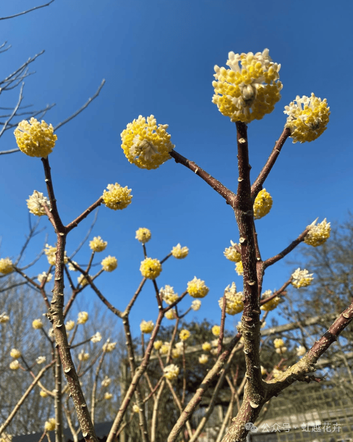 查花树图片