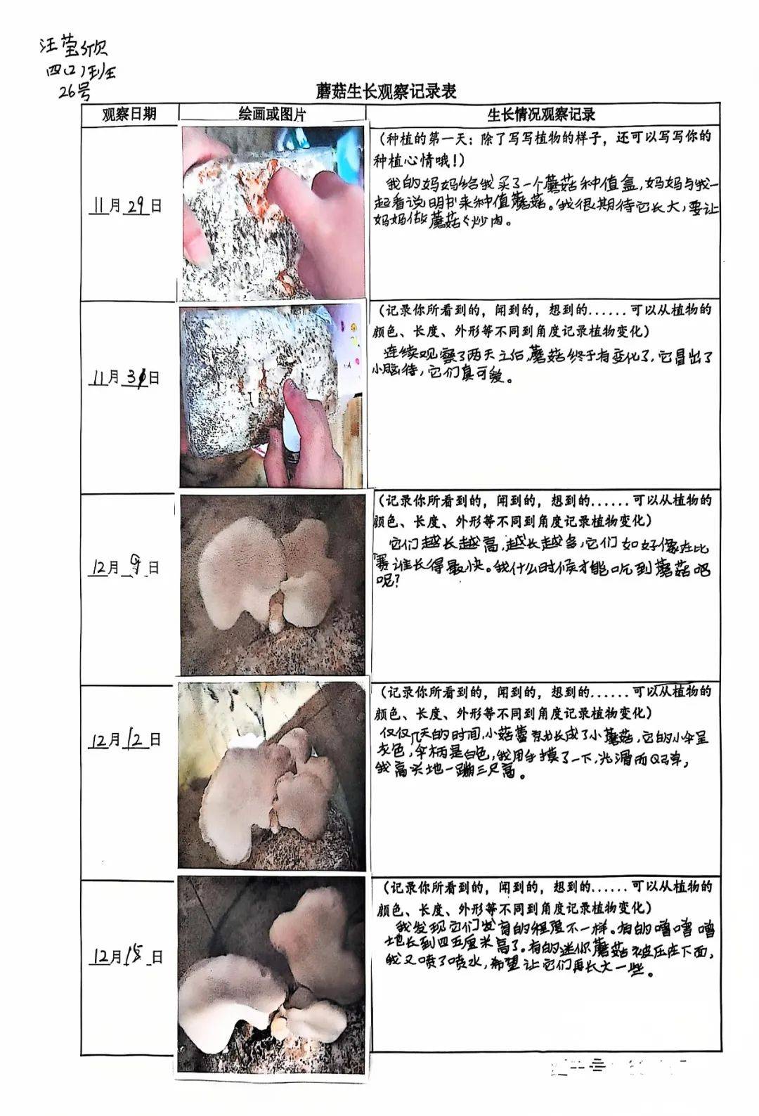 孩子们悉心观察着烹饪的每一步步骤,用文字细腻地勾勒出食材的鲜亮