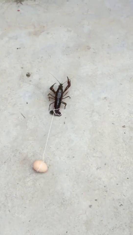 搞笑视频 虾扯蛋