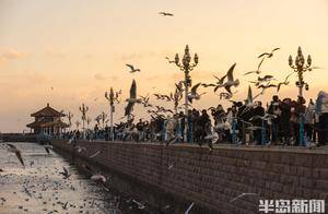 最美夕阳图,在这里!_青岛_栈桥_海鸥