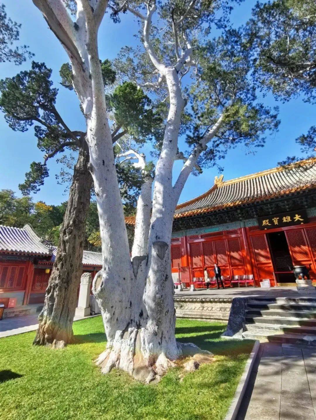 见证石景山时代发展和变迁的白皮松