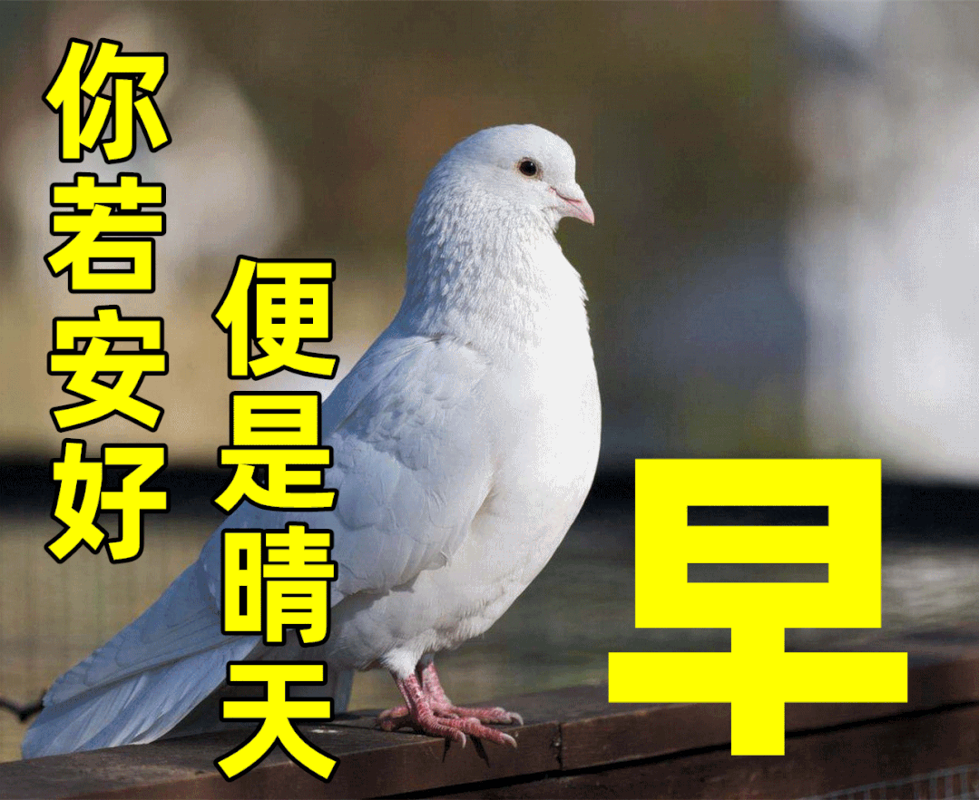 8ad65d48347244c6b210798be355b165.webp