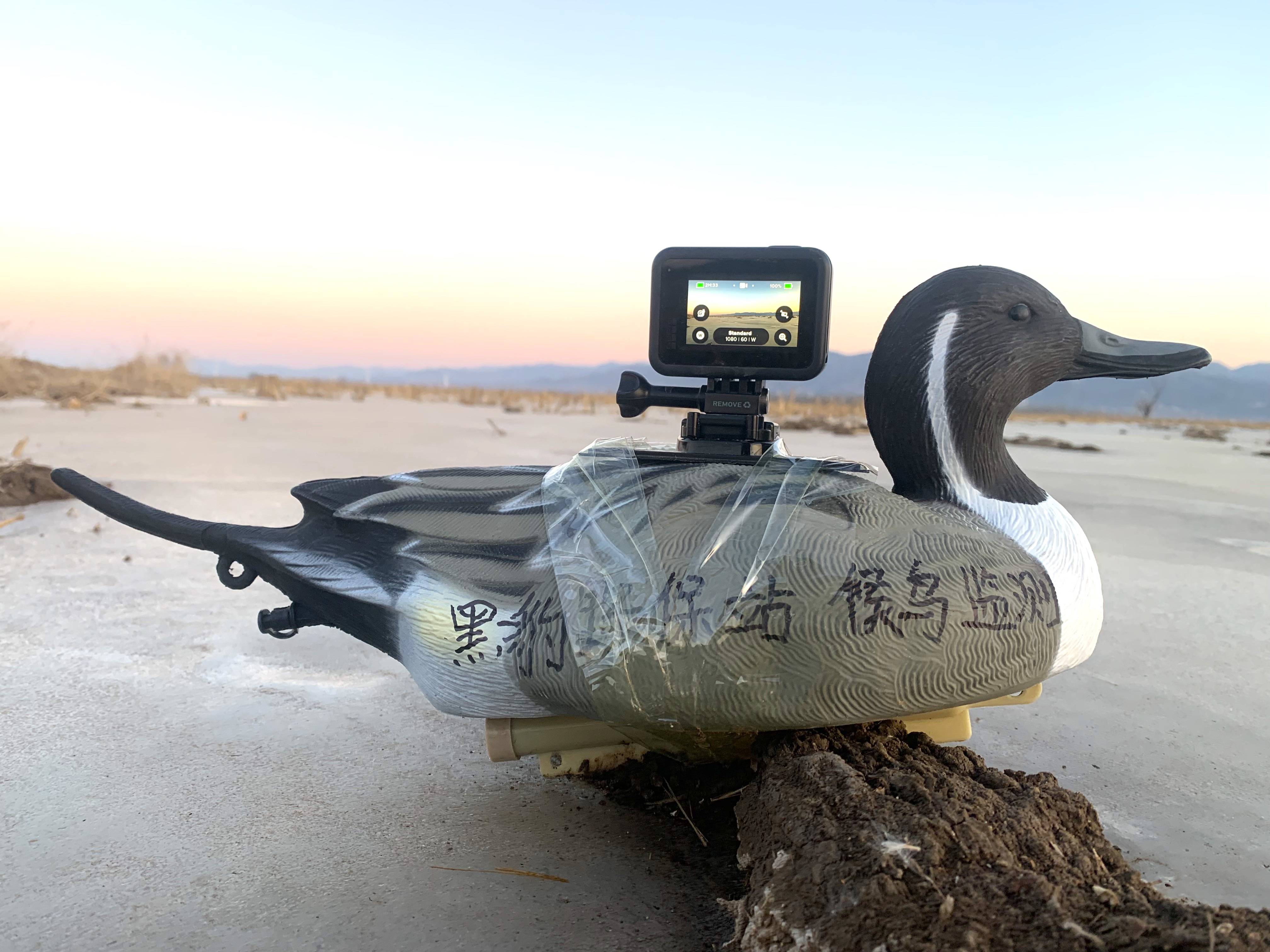 官厅水库逐渐冰封，50只天鹅还没走！无意间留下自拍照