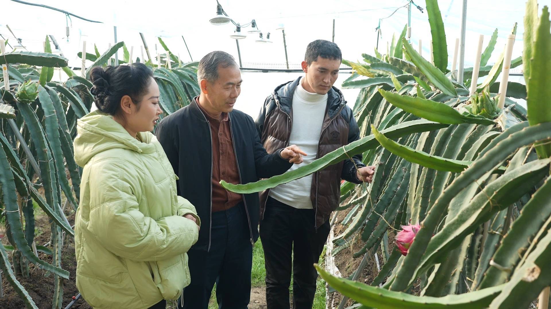 墨玉县这开云体育下载个村种植的热带水果 结果啦(图3)