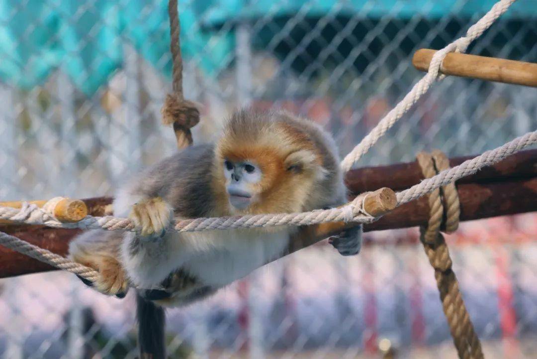 在饲养员带领下与游客见面商丘动物园里的4只金丝猴宝宝