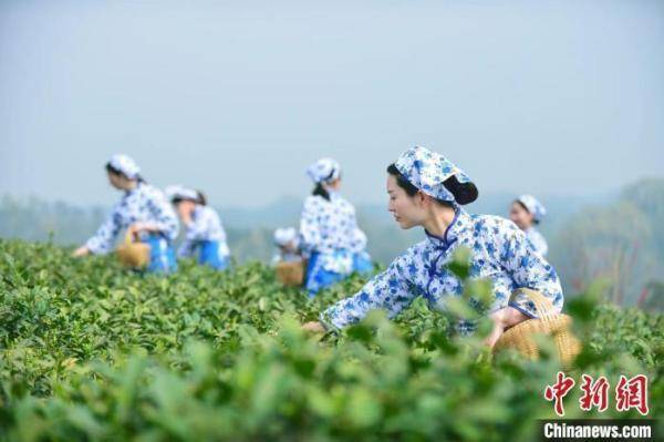 开云网址黄山传统名茶保护条例将施行各地茶保护专属法规有何特色(图3)