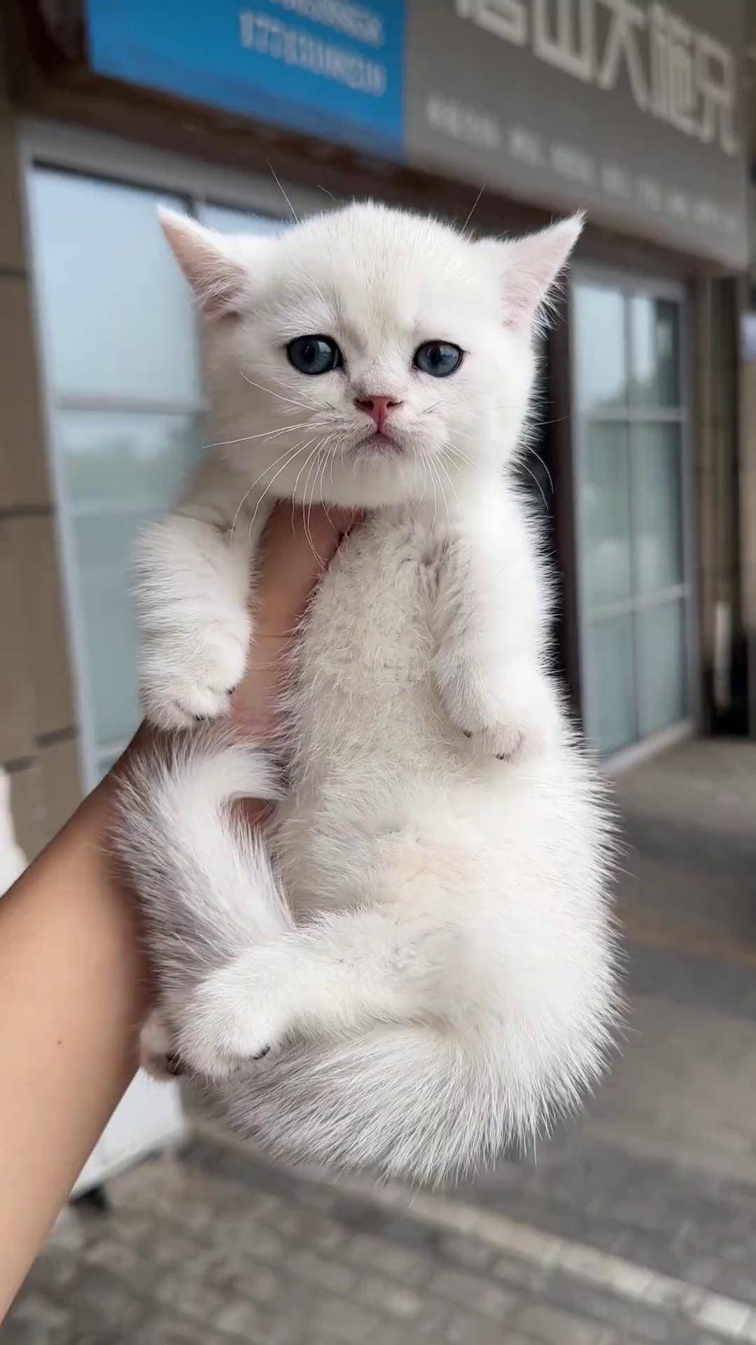 小猫咪不能长的太可爱的 萌宠 银渐层矮脚 矮脚银渐层
