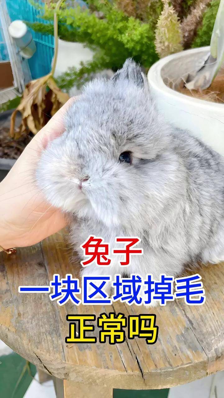 兔子一块区域掉毛正常吗 兔子 兔子掉毛 兔子健康 兔癣 新手养兔
