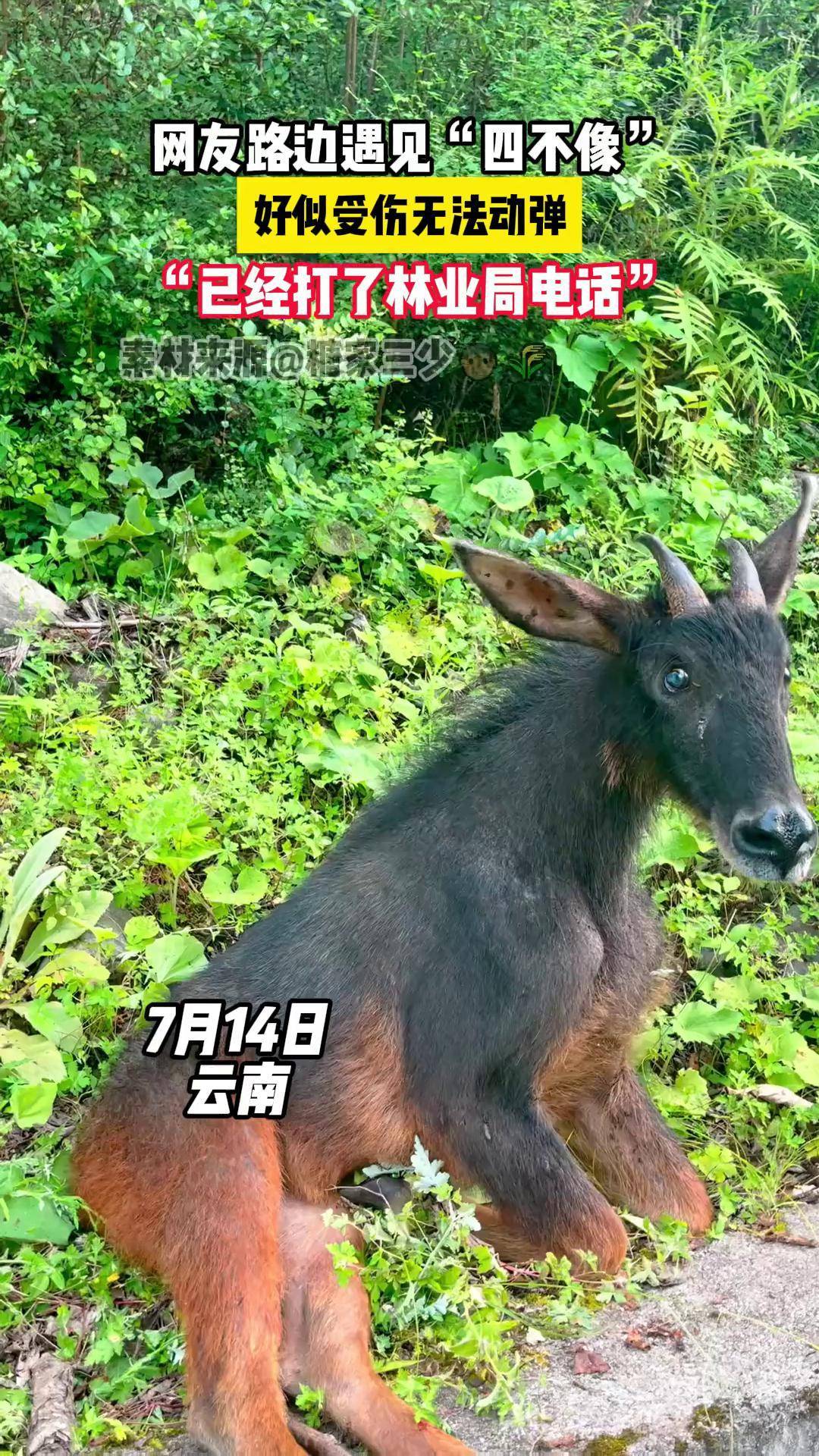 网友路边遇见"四不像"野生动物零距离 神奇动物在抖音科普 中华鬣羚