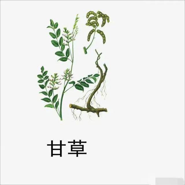 原创一味能解毒的中药，解药毒，食毒，抗生素毒，化学品毒