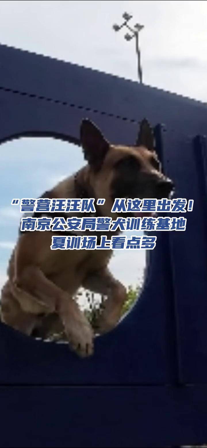 南京警犬训练基地图片