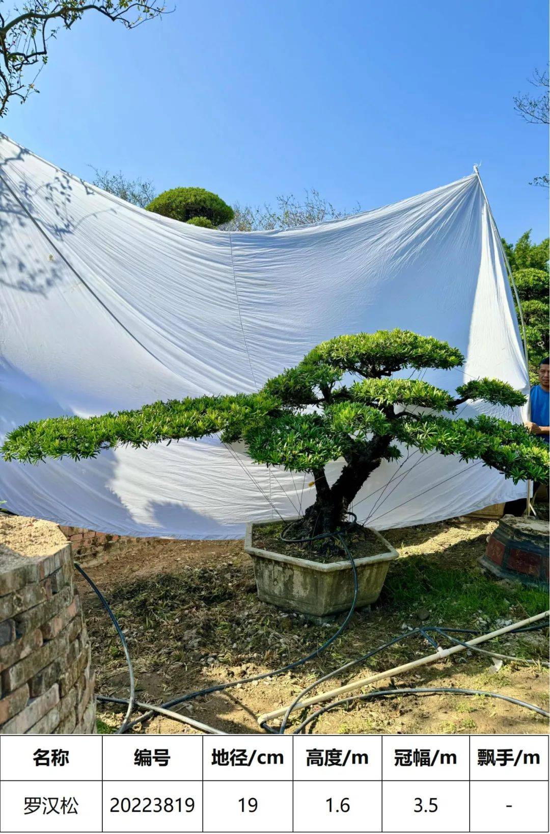 精选台湾罗汉松盆景杆径20公分46棵