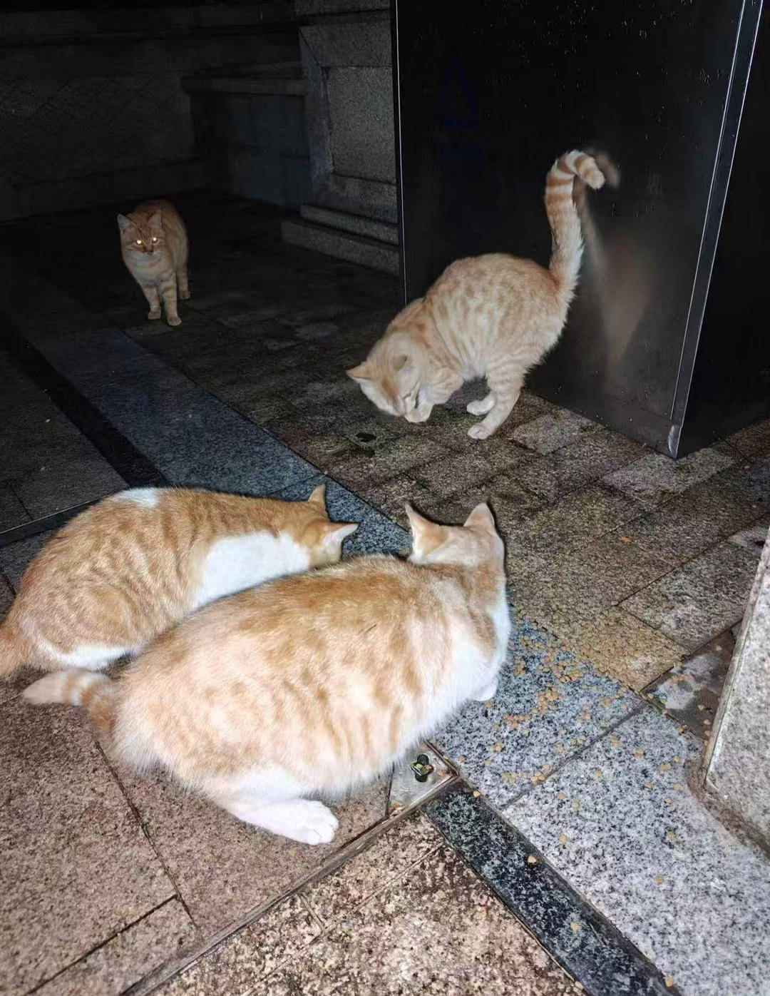 重庆一小区物业大规模投毒捕杀流浪猫？物业回应：通知表述欠缺考虑，已撤回