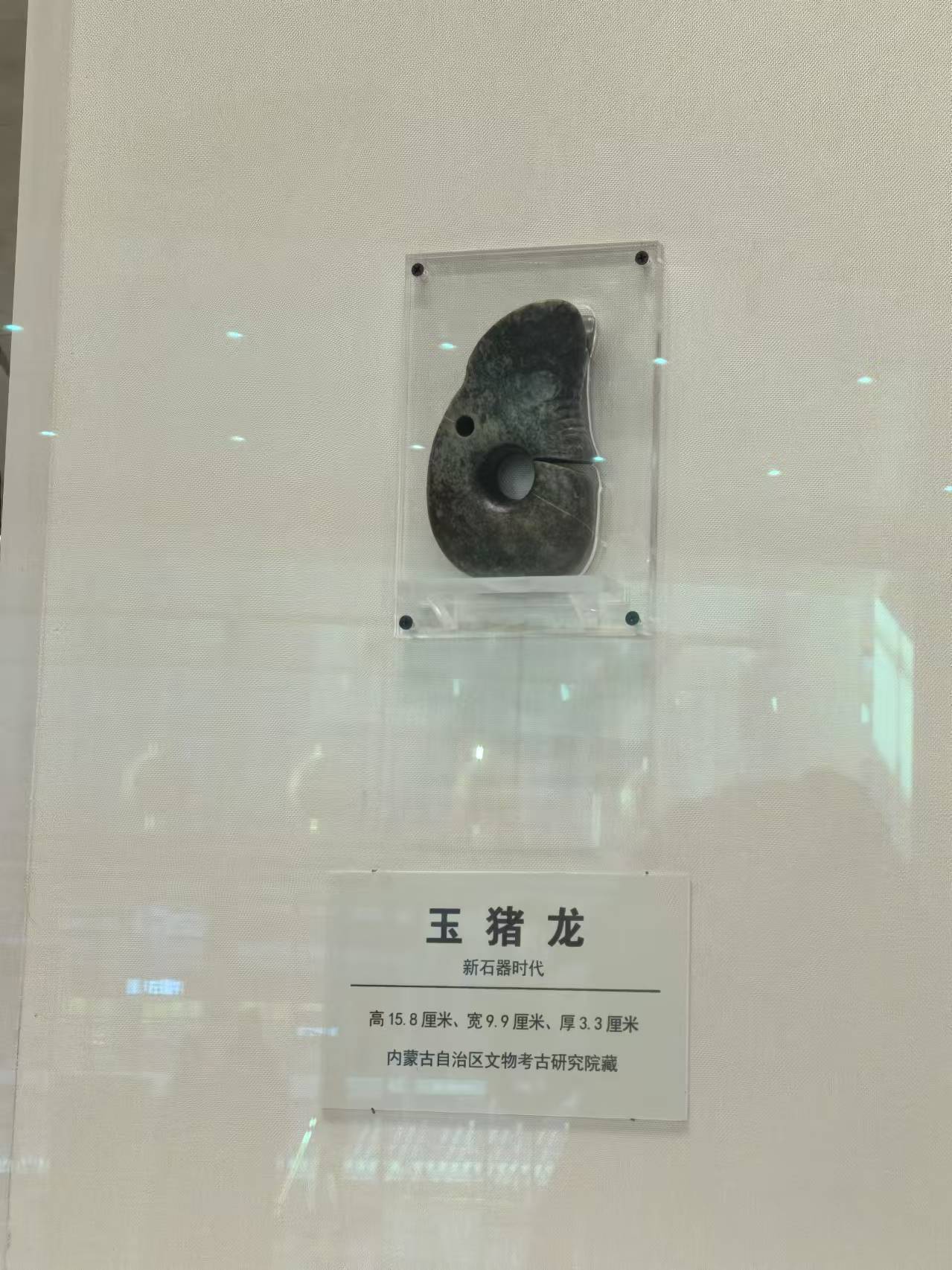 红山文化出土最大玉猪龙在内蒙古博物院亮相