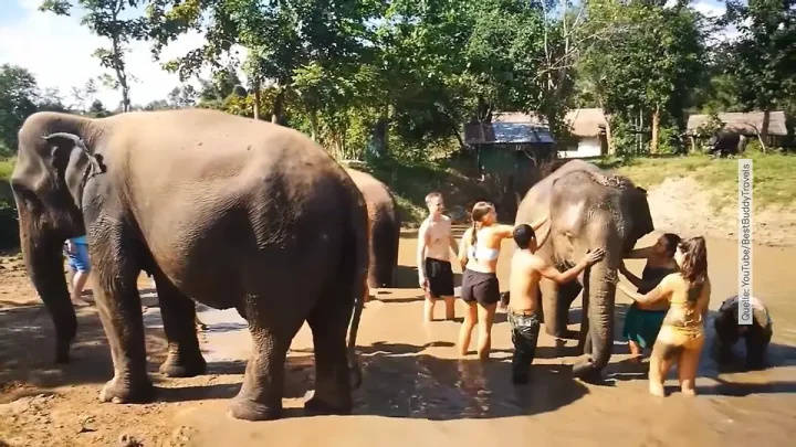 22岁女游客在泰国给大象洗澡时意外身亡,媒体:大象突然惊慌失措 22岁女游客在泰国给大象洗澡时意外身亡,媒体:大象突然惊慌失措