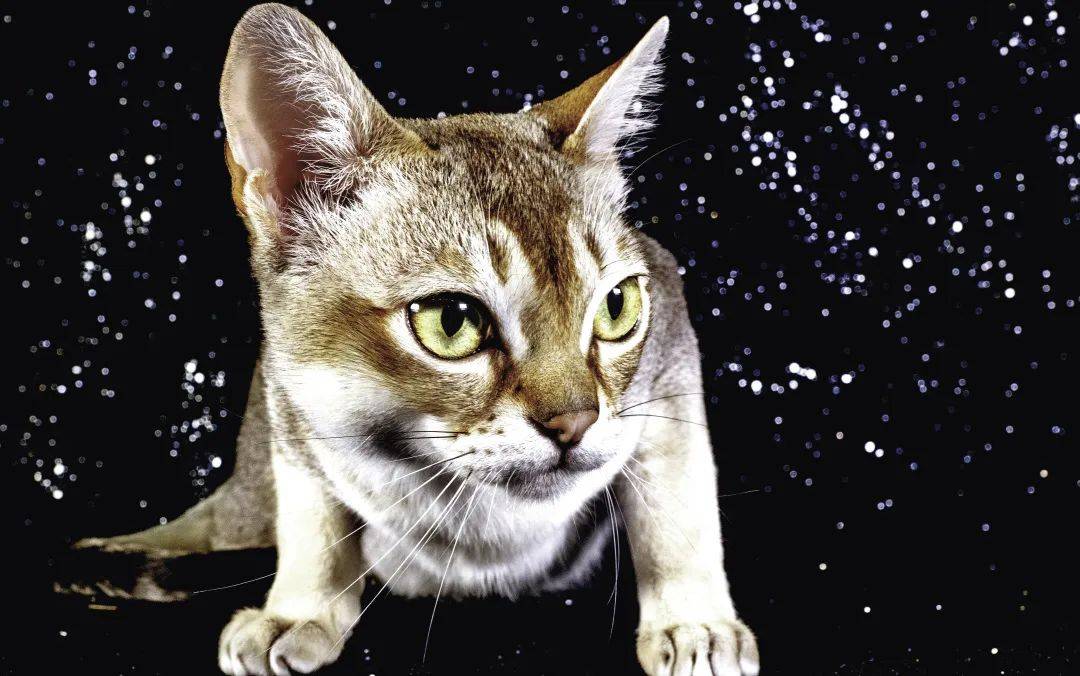 禁养35年后,新加坡决定对猫高抬贵手 禁养35年后,新加坡决定对猫高抬贵手