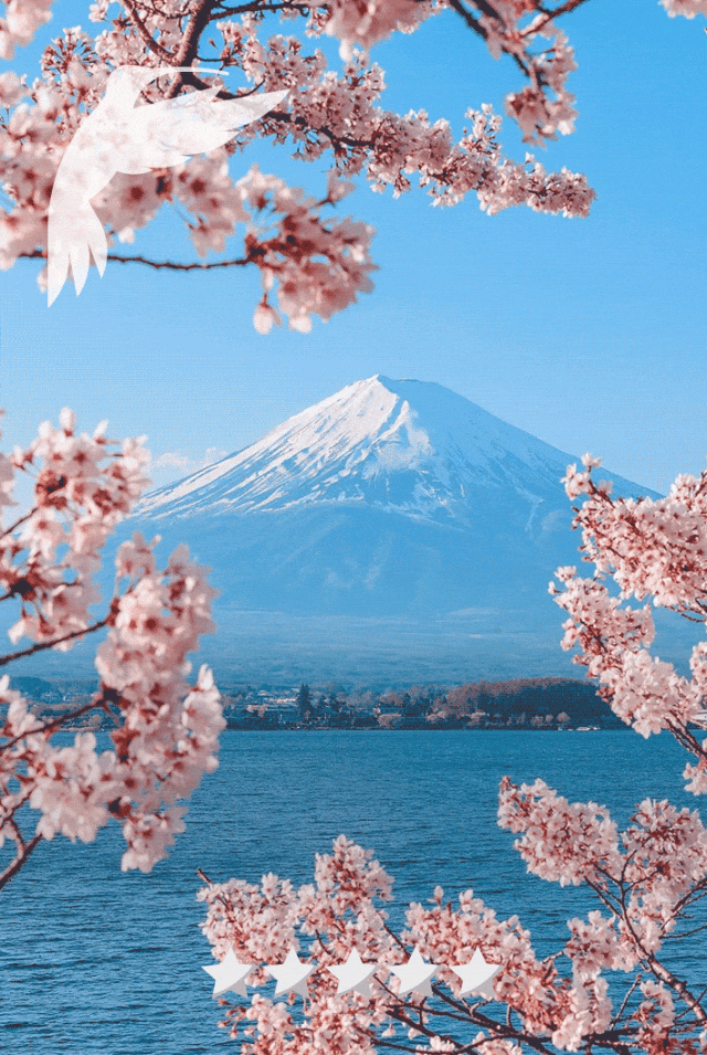 樱花树_赏樱_日本