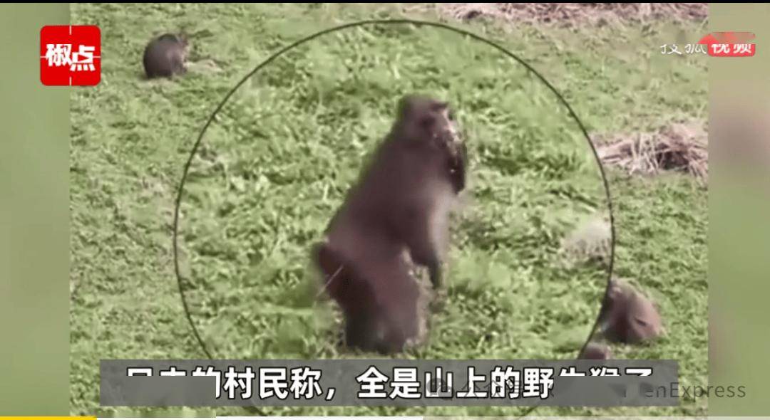 浙江50多只弥猴“组团”偷菜:奇妙场景出现了……_猴群_保护_活动