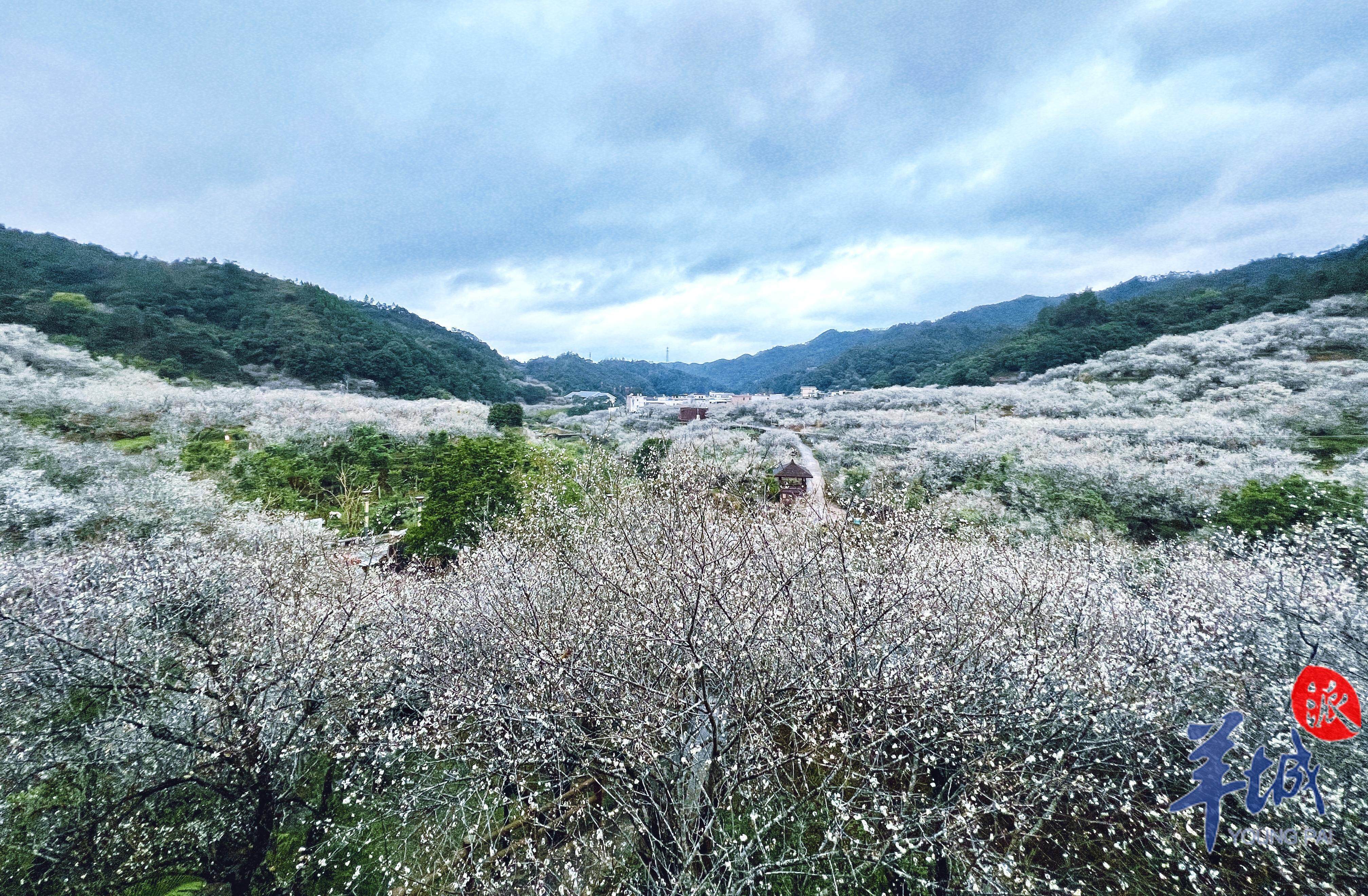 汕尾螺洞世外梅园:万亩梅开 静待春归