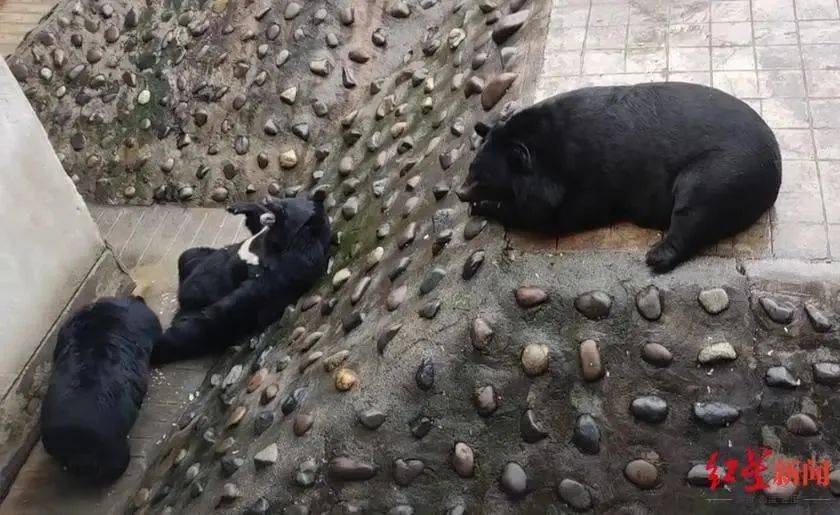 有的瘦成“皮包骨”,有的在“豹饮豹食”……动物园“伙食”怎样才算好? 有的瘦成“皮包骨”,有的在“豹饮豹食”……动物园“伙食”怎样才算好?