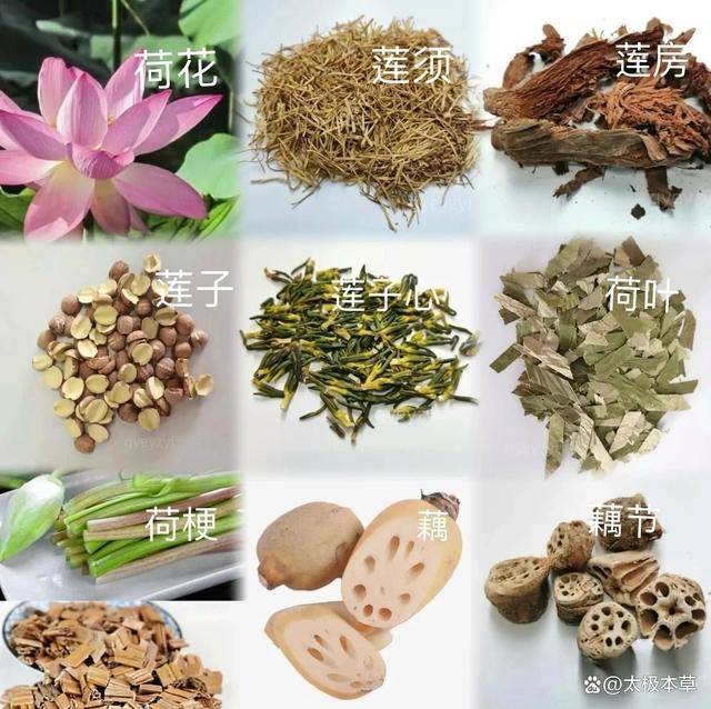 教科书般的莲：从花到根，全是药！_zhixie_功效_植物