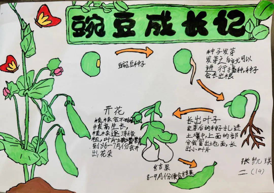 《豌豆成长记》作者:张凯琪《蚕的一生》作者:何玥霏《花生成长记》