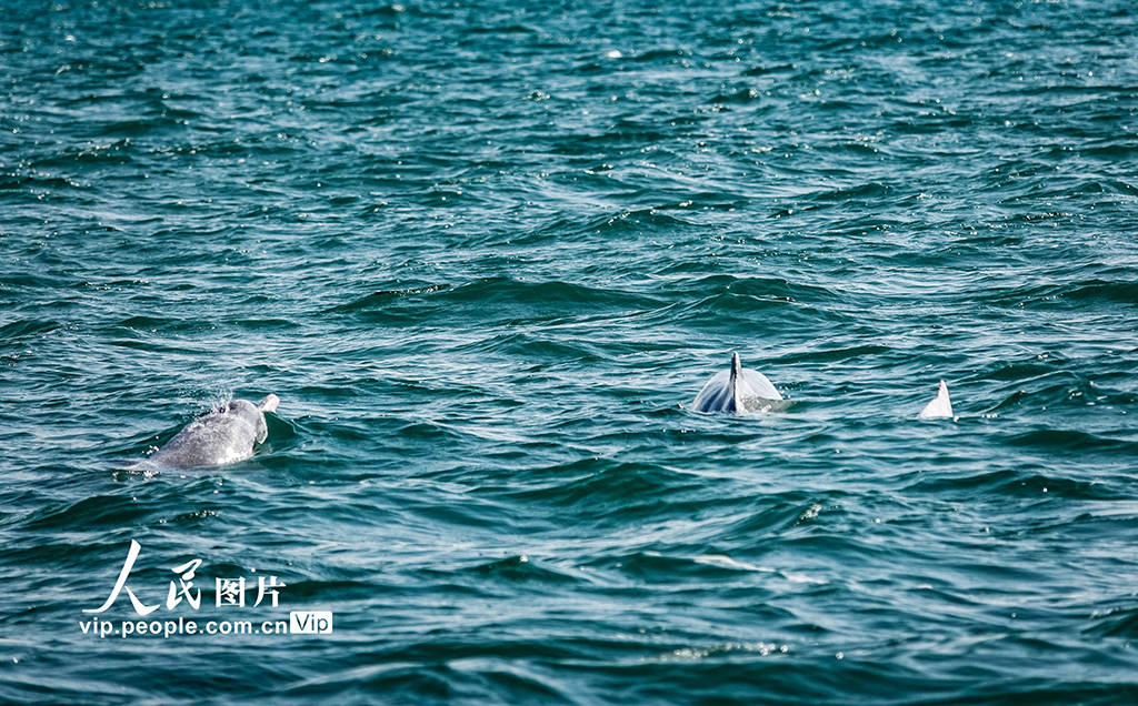 广西钦州:中华白海豚逐浪三娘湾