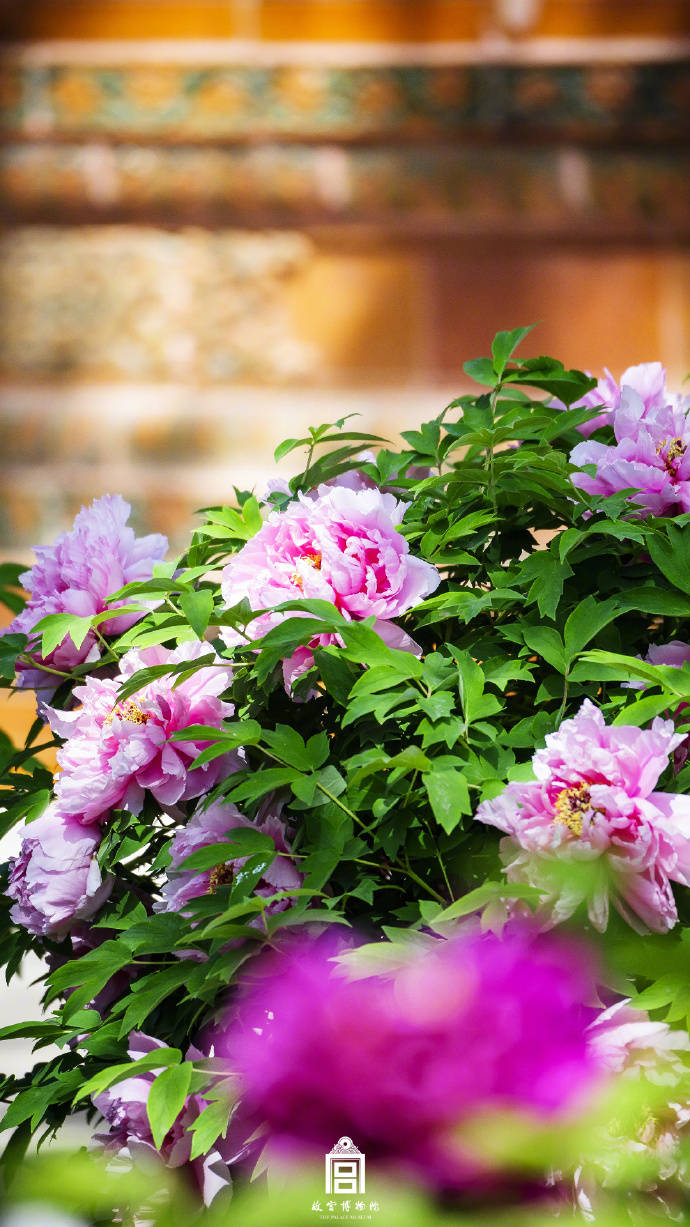 图片[16]-春节遇上“国色天香” 看看年宵花里的“中式美学” -华闻时空