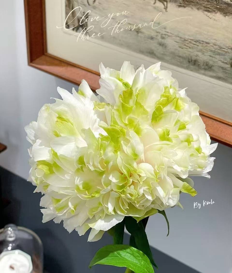 图片[5]-春节遇上“国色天香” 看看年宵花里的“中式美学” -华闻时空