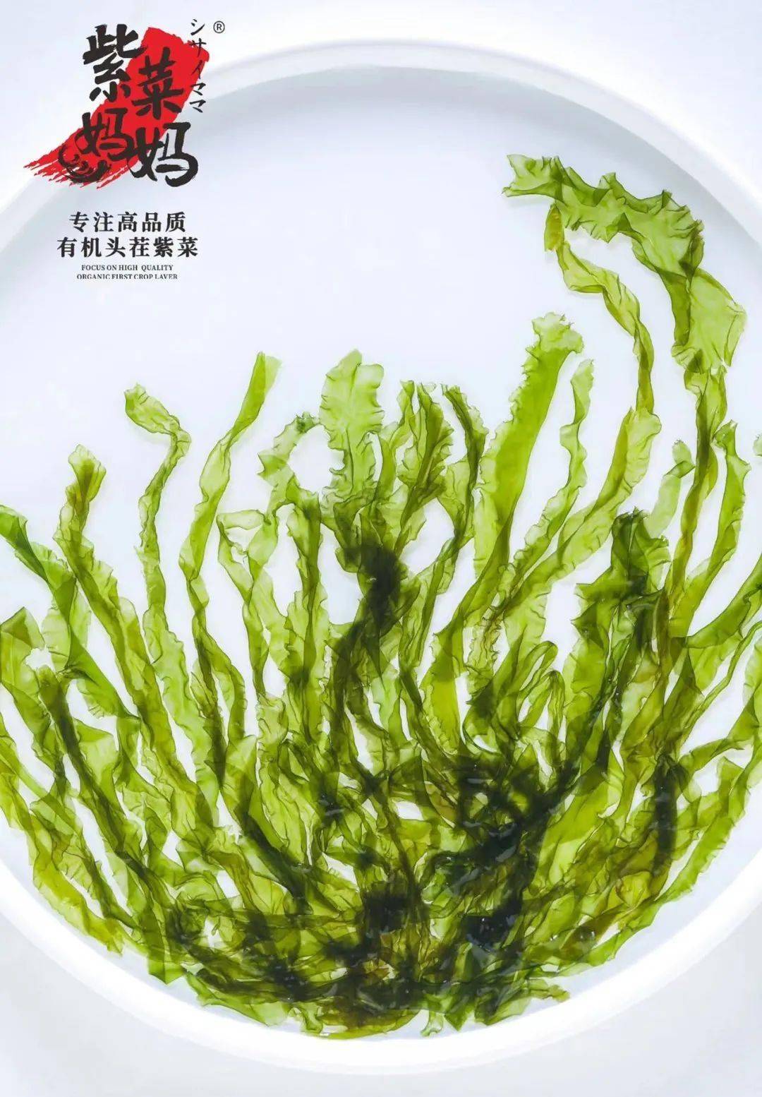 霞浦贡品级有机头茬紫菜,一年一度限时尝鲜