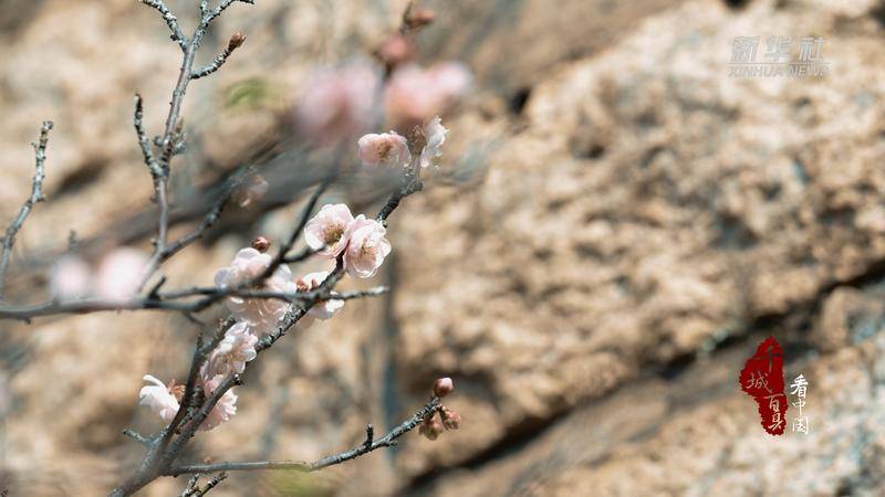 【七绝】《草庵梅花》庄灿煌