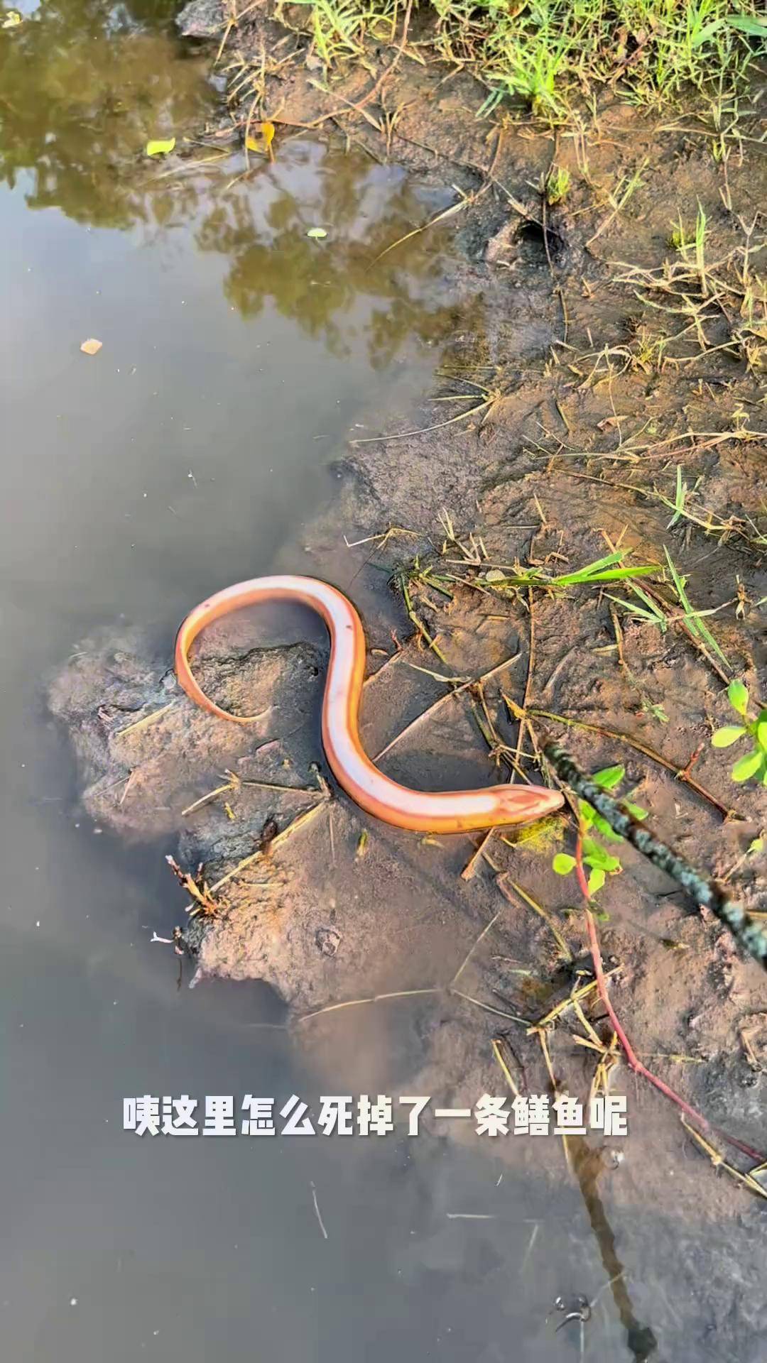 我们这边很罕见的黄金鳝鱼,大家有见过这样的鳝鱼吗?黄金鳝鱼