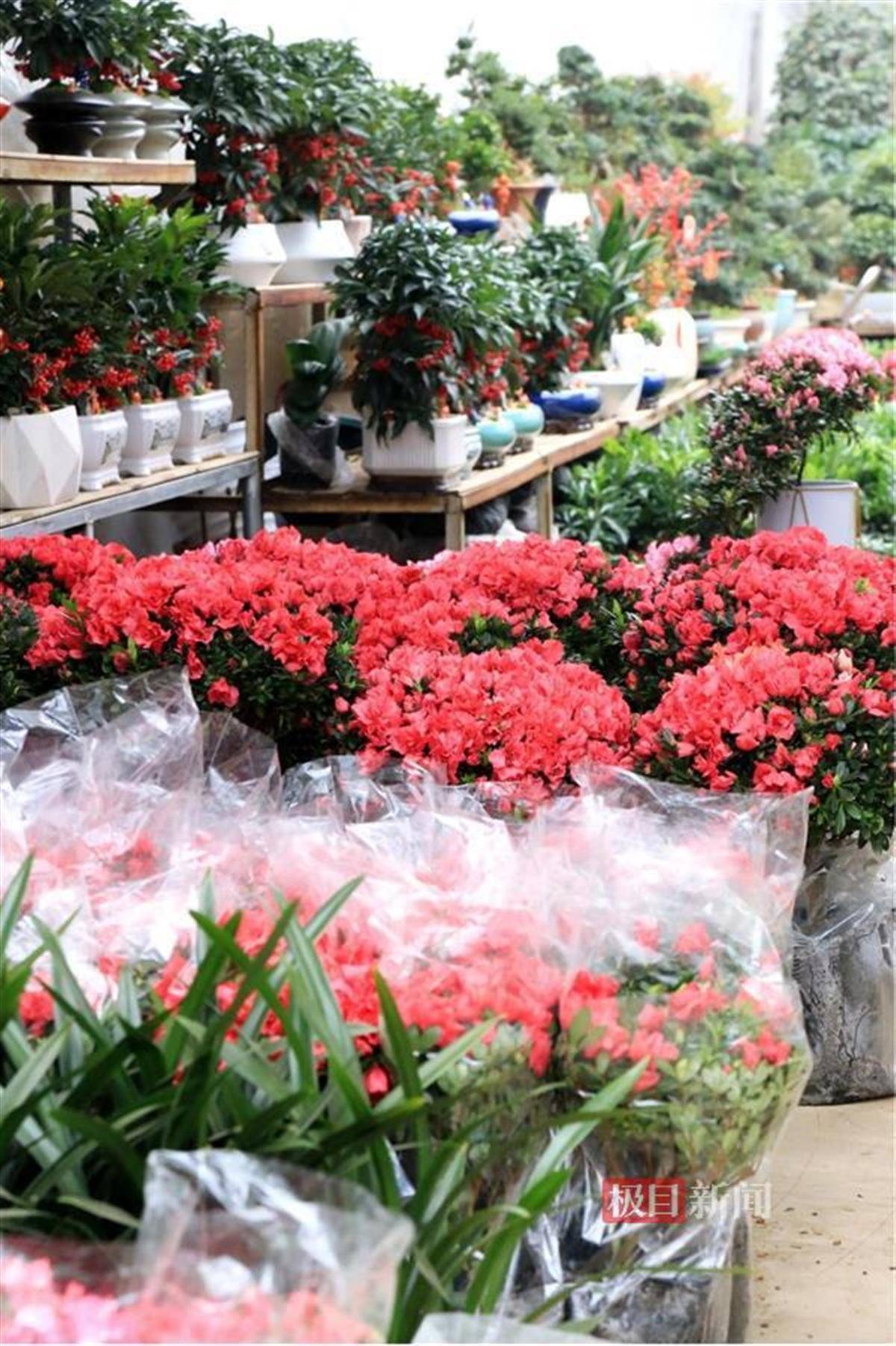 关于花卉价格视频的信息 关于花草
代价
视频的信息（关于花草代价视频的信息怎么写） 花卉
