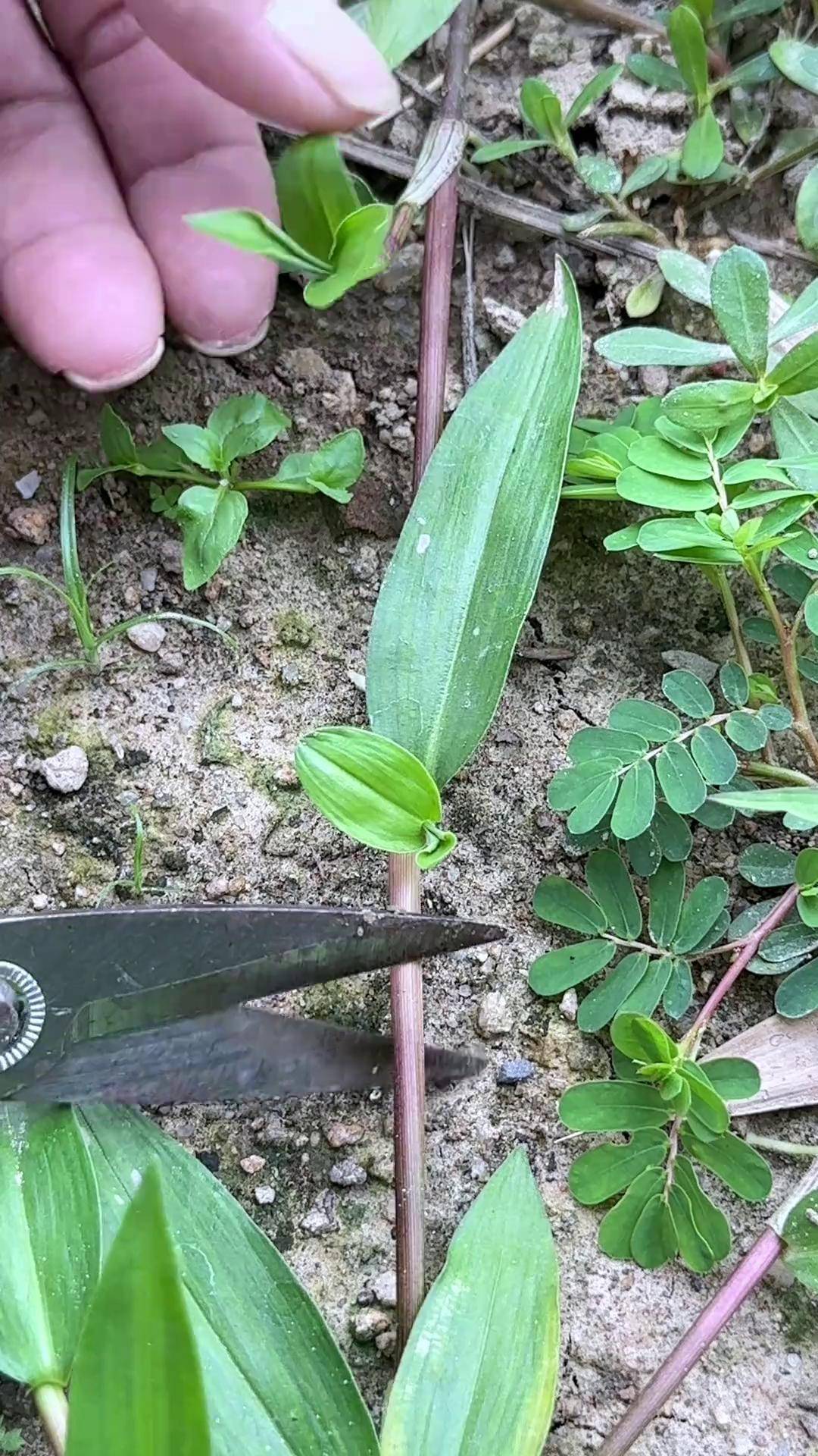 竹叶菜,它是鸭跖草属植物,生长在水田边,老一辈农村人常采摘它 dou来