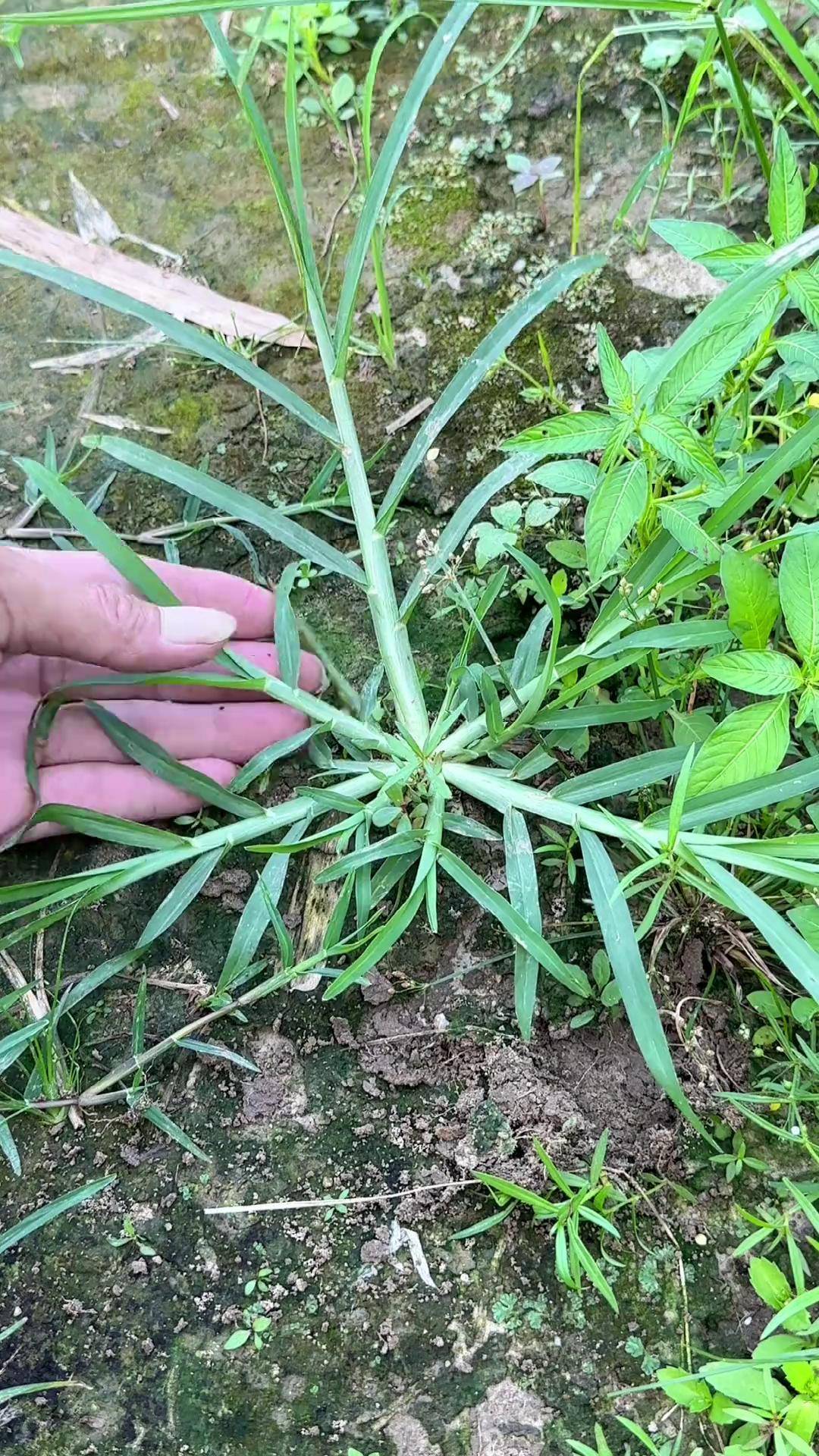 牛筋草,你了解它吗?有农村人常采挖回家
