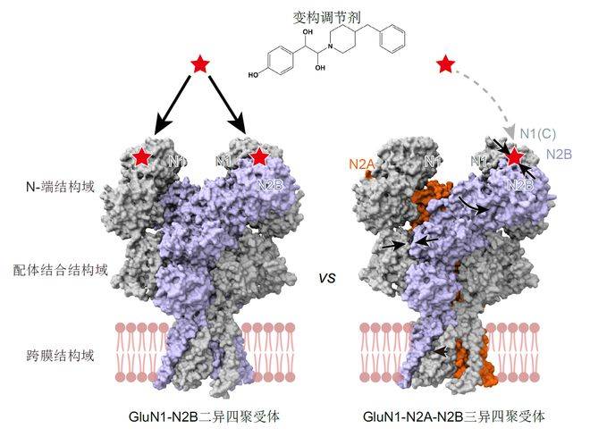 中国科学院解析哺乳动物大脑皮层和海马内源nmda受体的组装和结构
