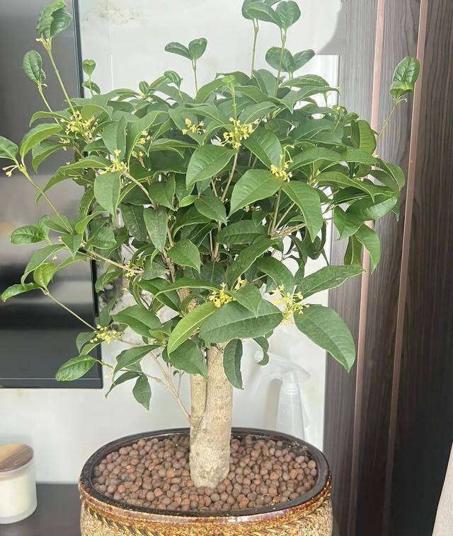 养花误区：并非所有花都适合小盆养