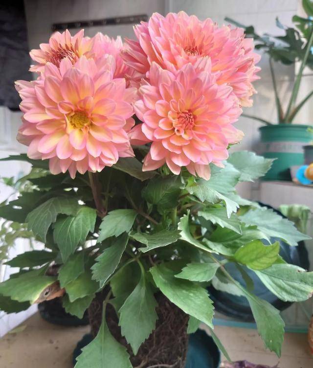 养花误区：并非所有花都适合小盆养