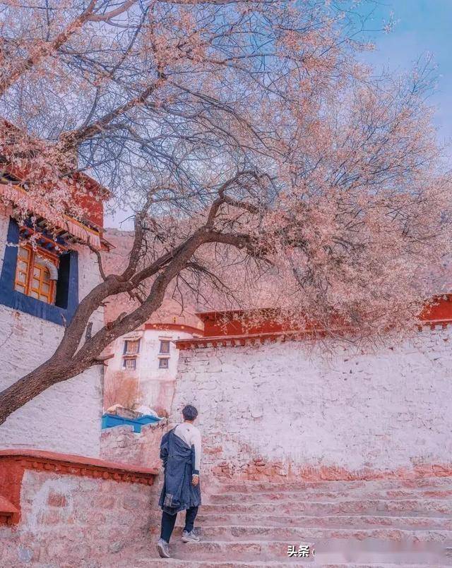帕邦喀寺：春日桃花盛景中的千年古寺，帕邦喀寺桃花季：邂逅历史与春光的交融